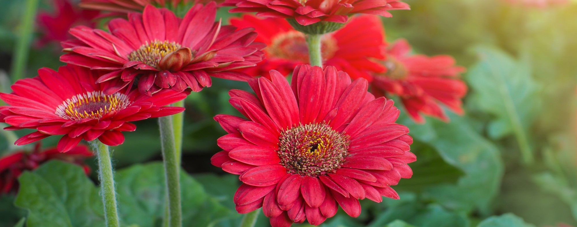 Gerbera